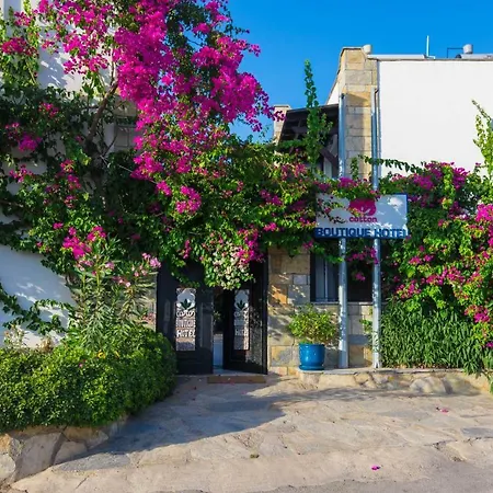 מלון Cotton Boutique Hotel גומבט