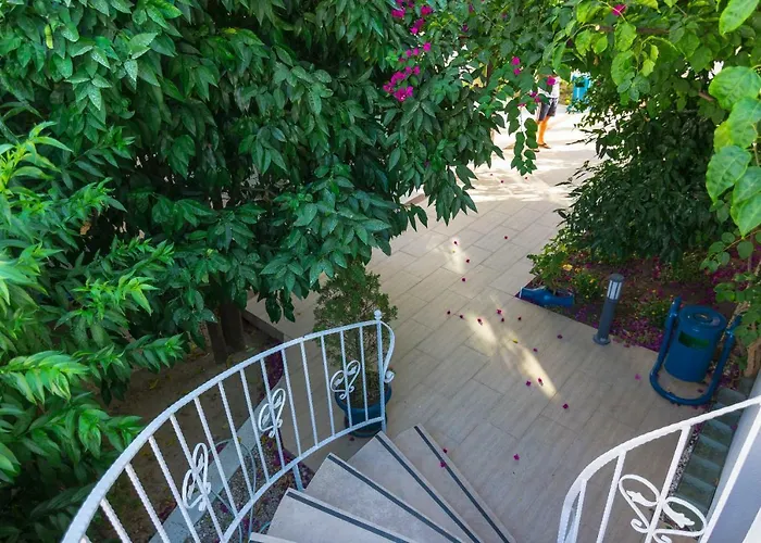 Cotton 3* גומבט